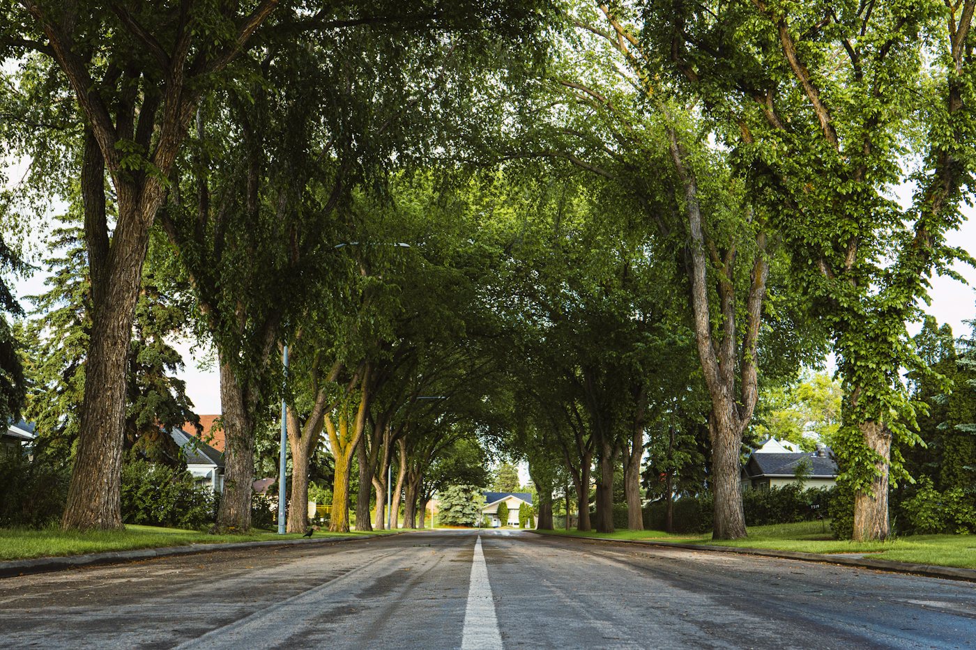 Empty street lined with trees on both sides