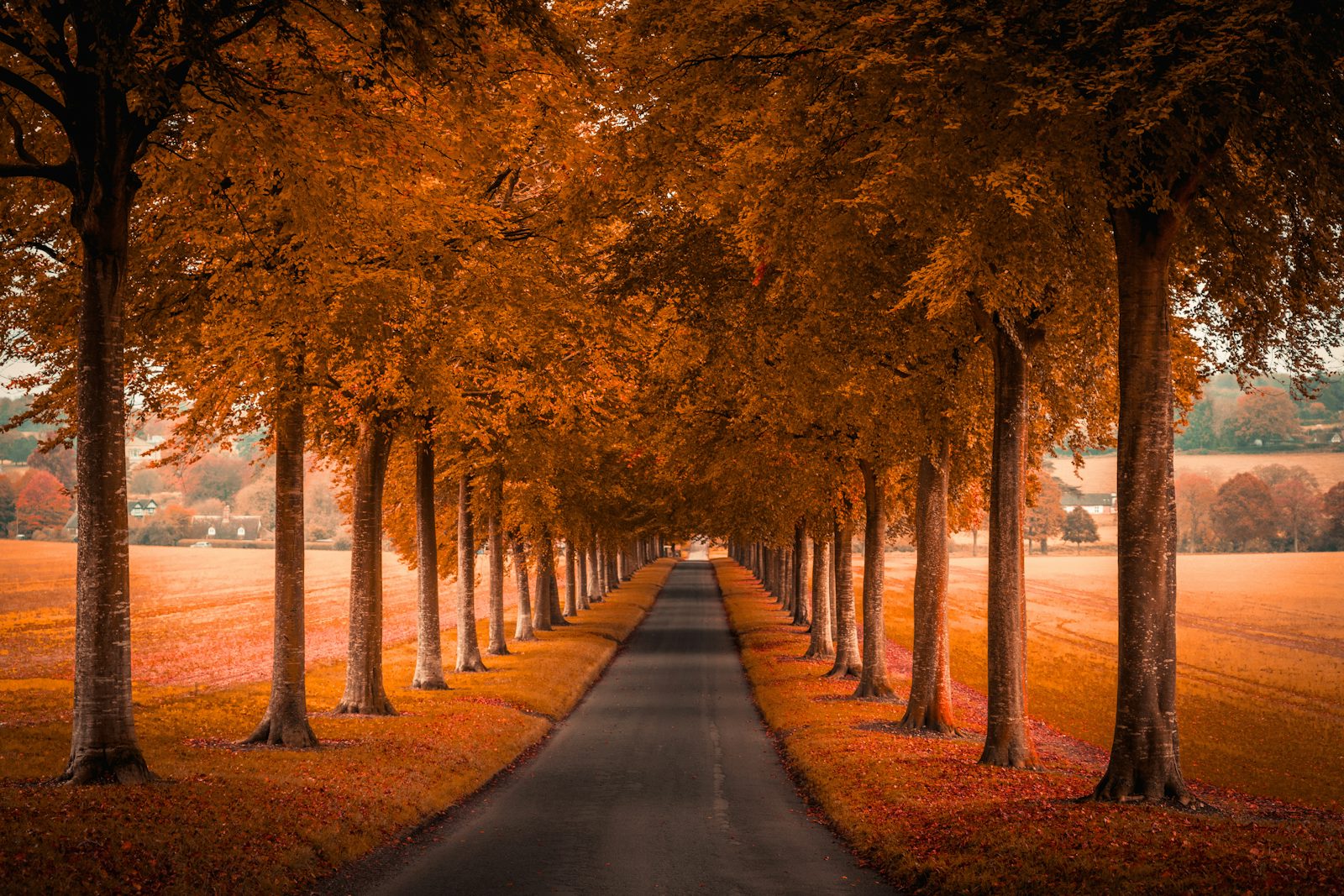 Row of trees in autumn colour lining a straight road through a field